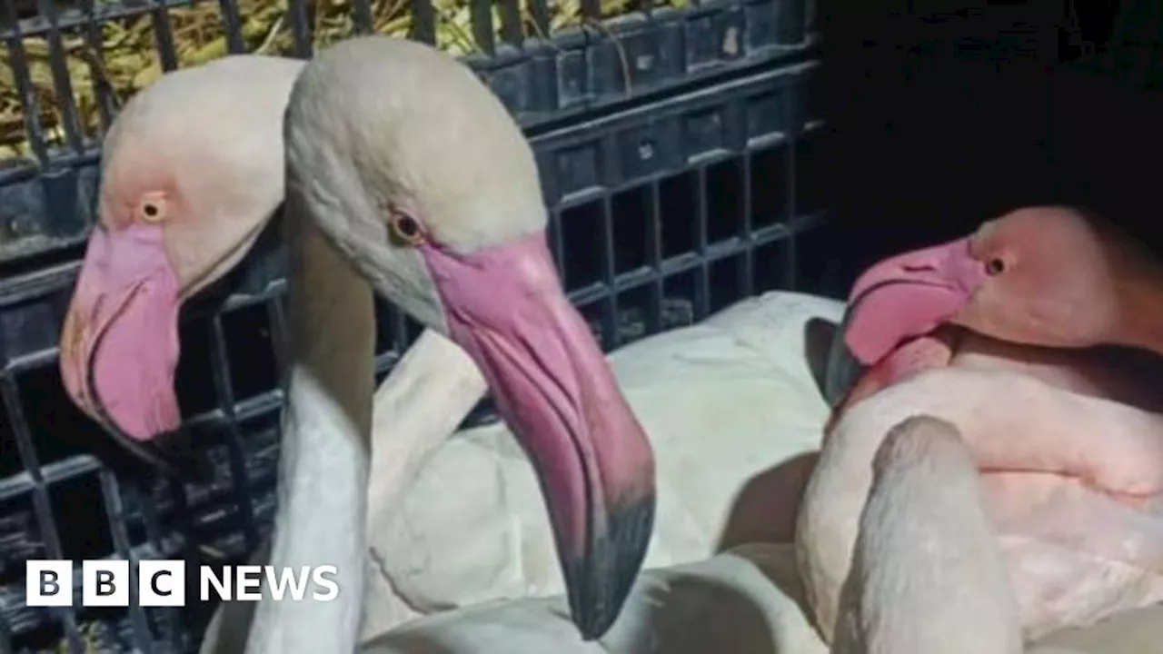 Ten Endangered Flamingos Rescued from Smugglers in Tunisia