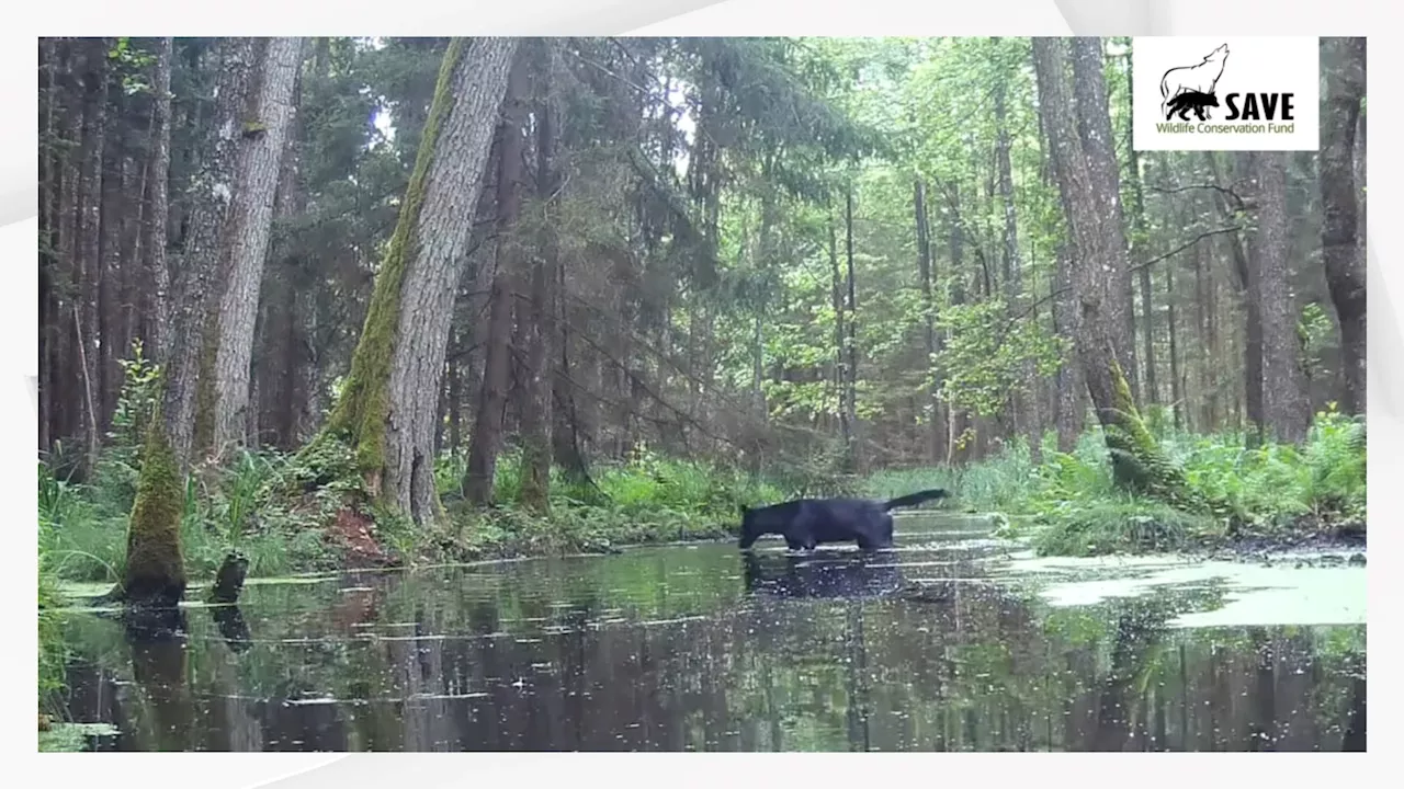 Pologne: deux loups noirs, une espèce très rare, repérés dans une forêt