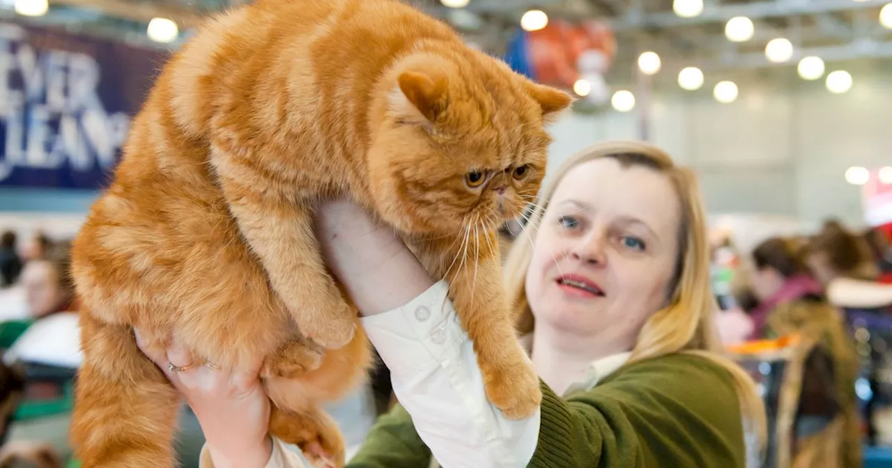 One of the world's largest cat festivals is coming to Toronto