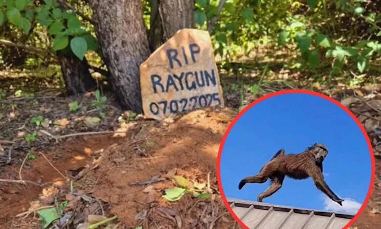 Raygun the Baboon Brutally Killed: Outrage Sparks Calls for Justice