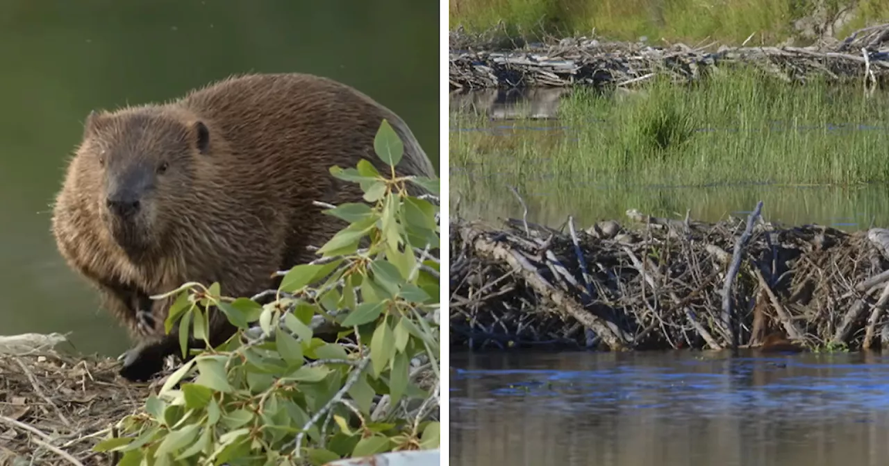 Beavers Build Dam, Saving Czech Government Millions