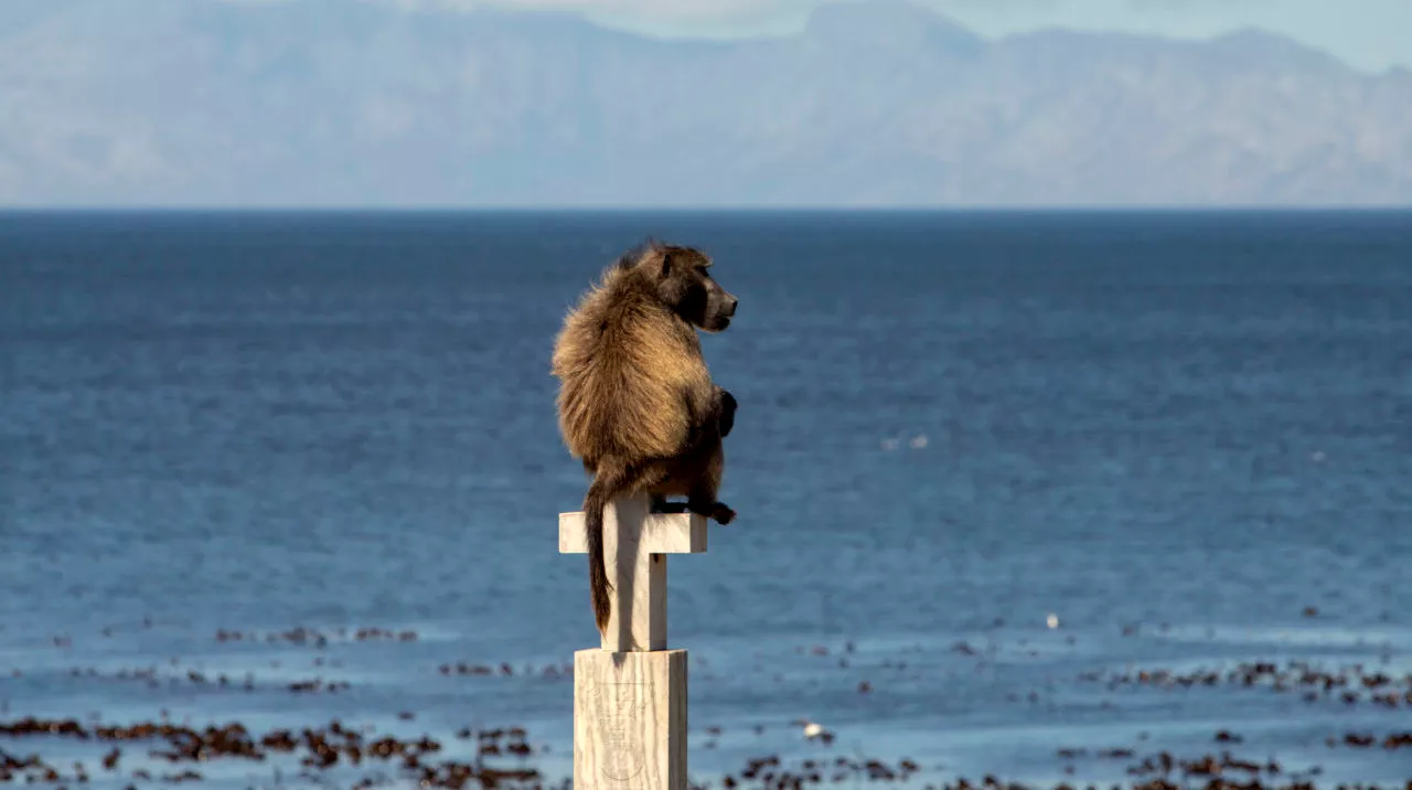 Shark Spotters partners with the City for a new era of baboon management