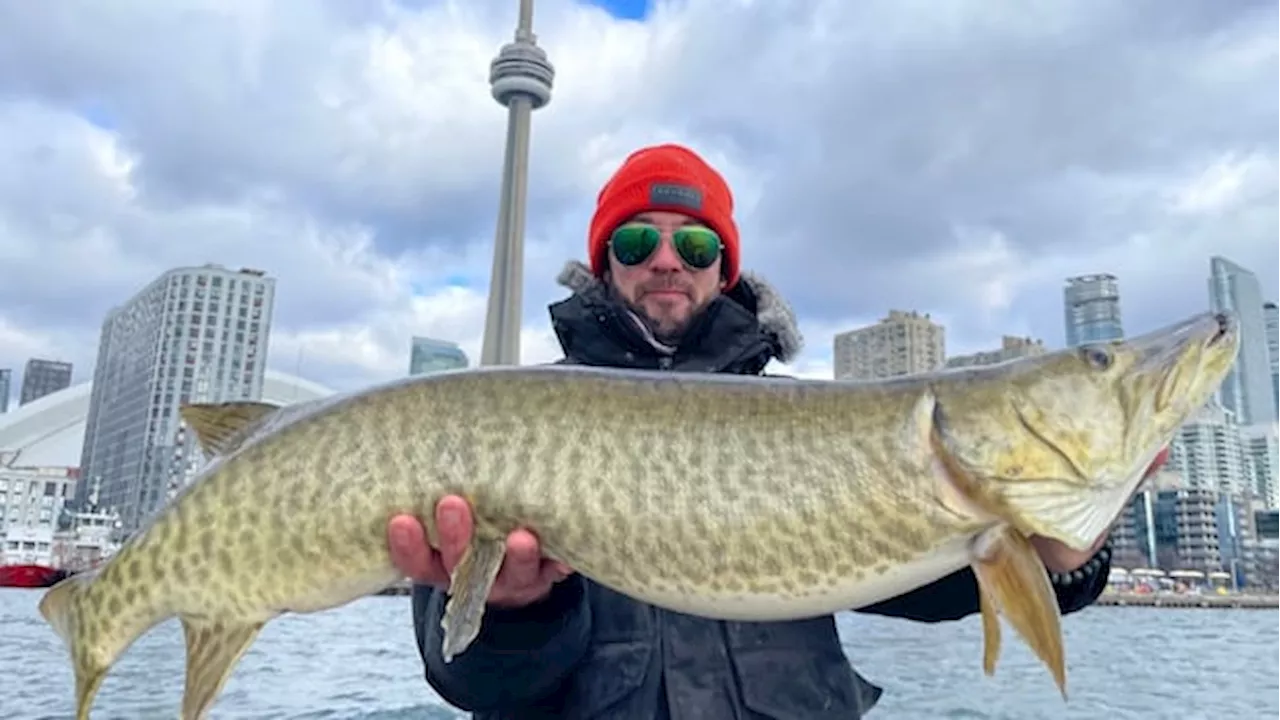 Muskie caught in Toronto Harbour - a rare sight