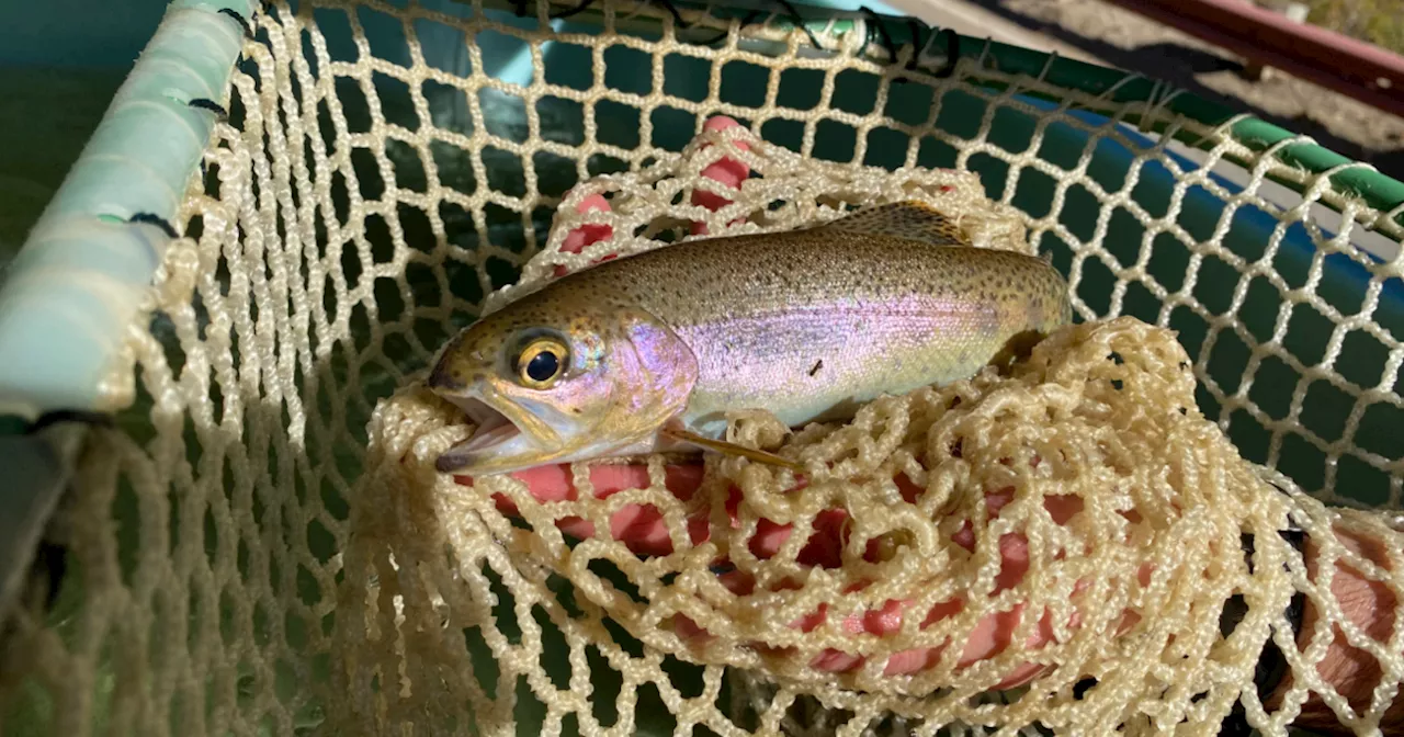 Nearly 300 Endangered Steelhead Trout Rescued from Topanga Creek After Wildfire