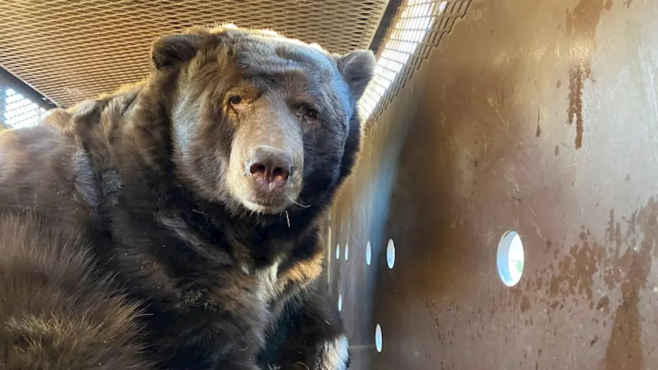 Fire Survivor: Bear Takes Shelter Under California Home