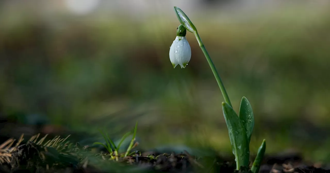 Snowdrop Blooms in Moscow Despite Cold