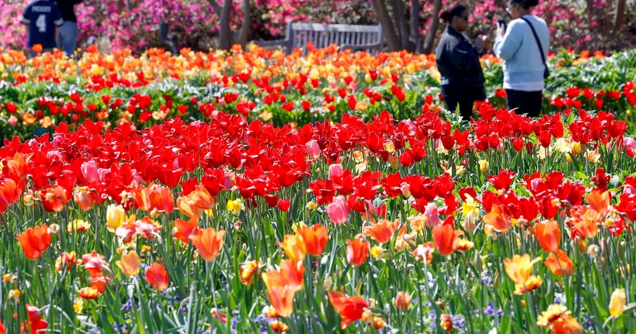 What’s new with Dallas Blooms in 2025 as Dallas Arboretum celebrates 40th anniversary of event