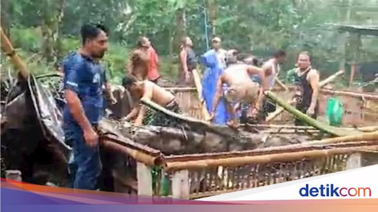 Pohon Tumbang di Arena Sabung Ayam Karangasem, 3 Orang Tewas!