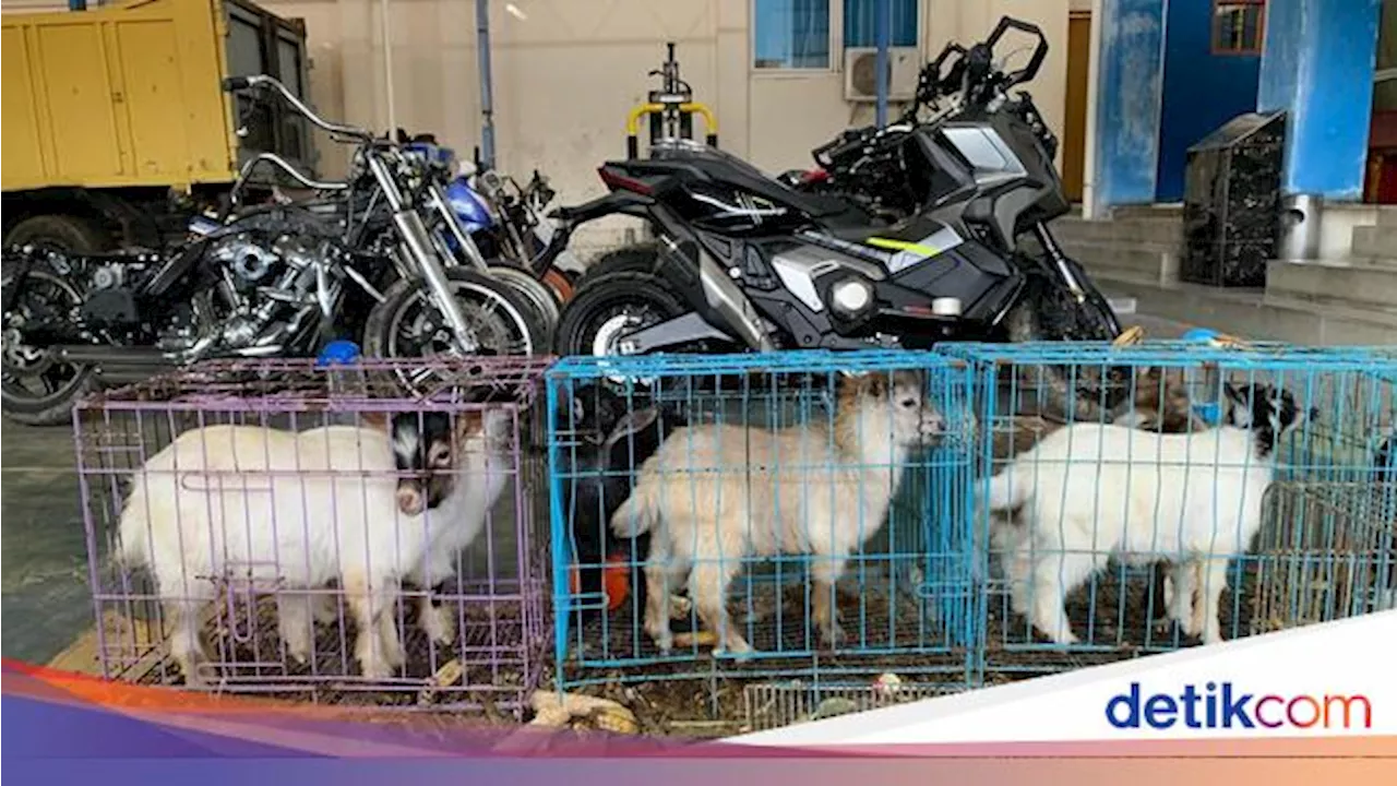 Bea Cukai Tindak Barang Impor Ilegal dari Thailand, Ada Motor Bekas-Kambing