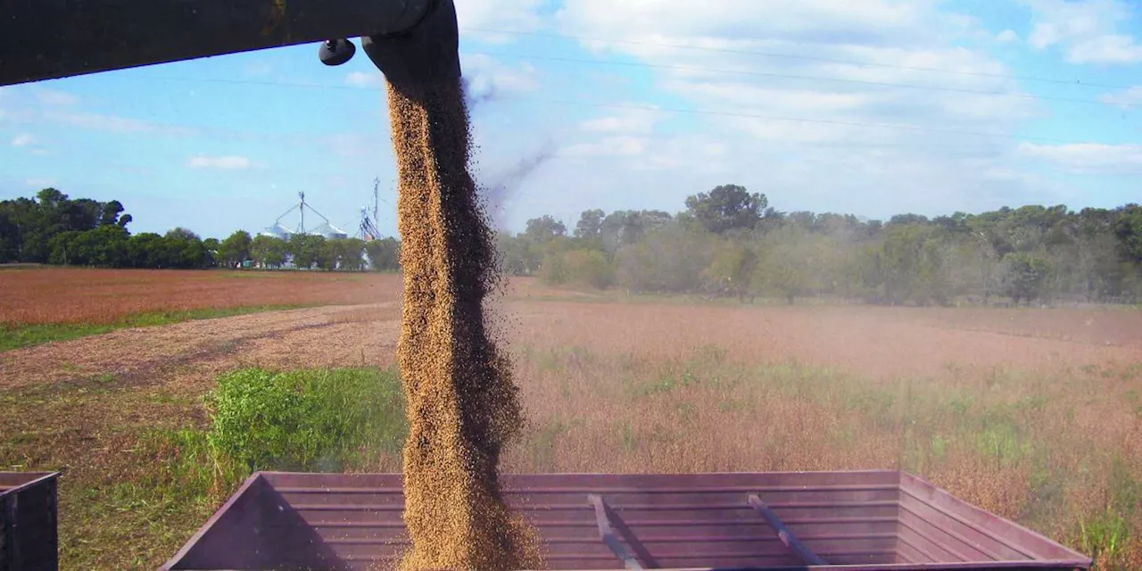 Futuros agrícolas caen por temor a aranceles y disputas comerciales