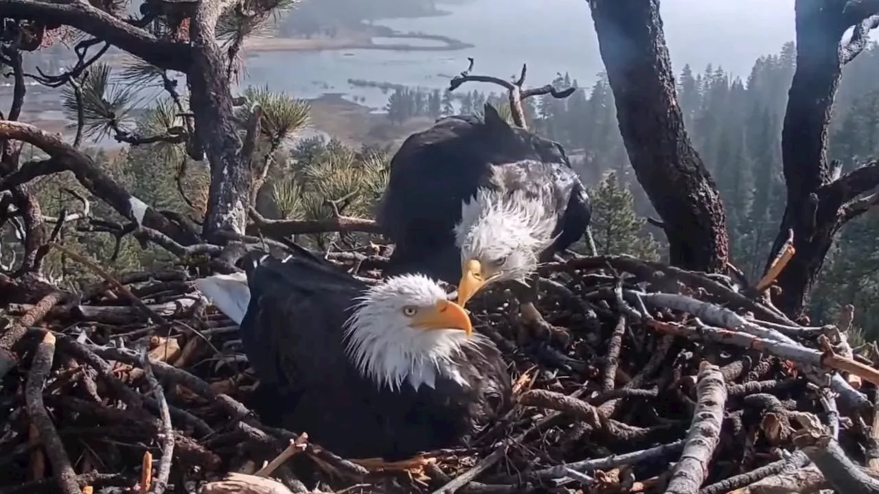 Bald Eagles' Love Story Captivates Thousands