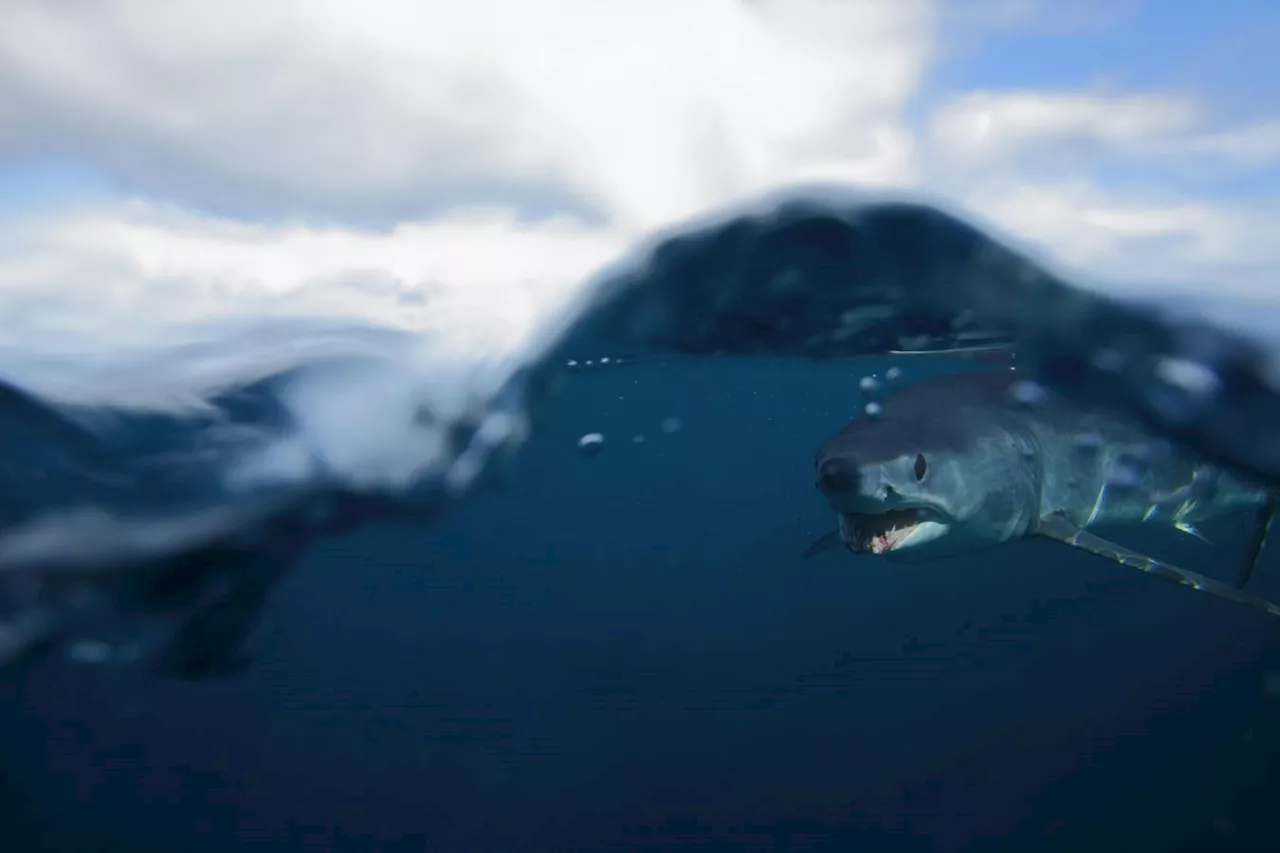 Overfishing Threatens Shortfin Makos, But Science Offers A Survival Strategy