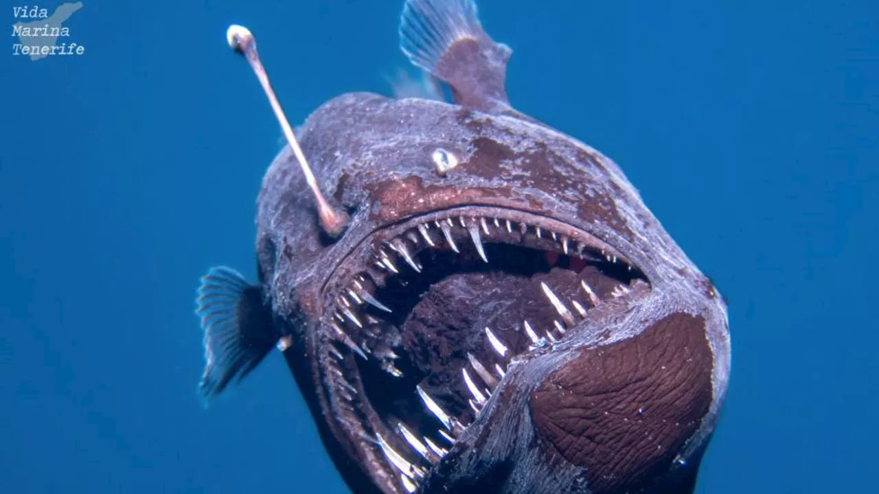 Rare Deep-Sea Anglerfish Spotted Swimming in Daylight