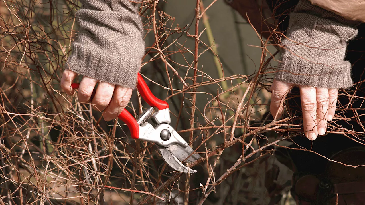 Jetzt schneiden: Der richtige Rückschnitt im Februar für Ihren Garten