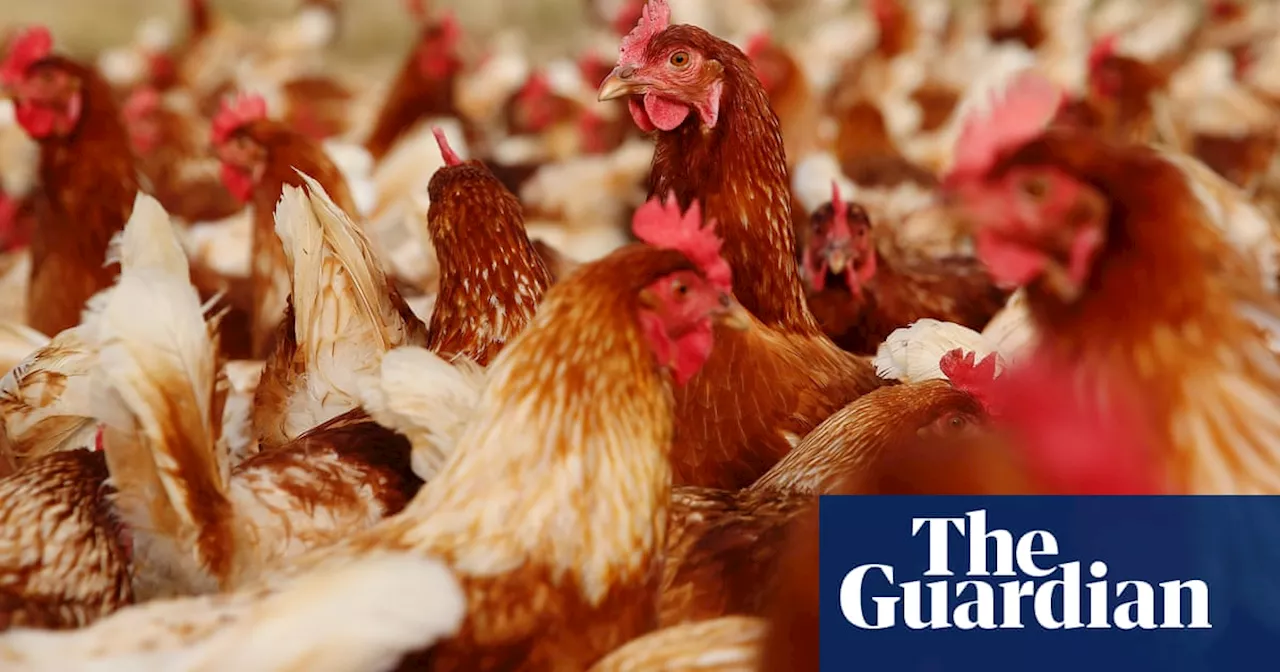 Bird Flu Outbreak Detected at Victorian Egg Farm Amid Ongoing Egg Shortages