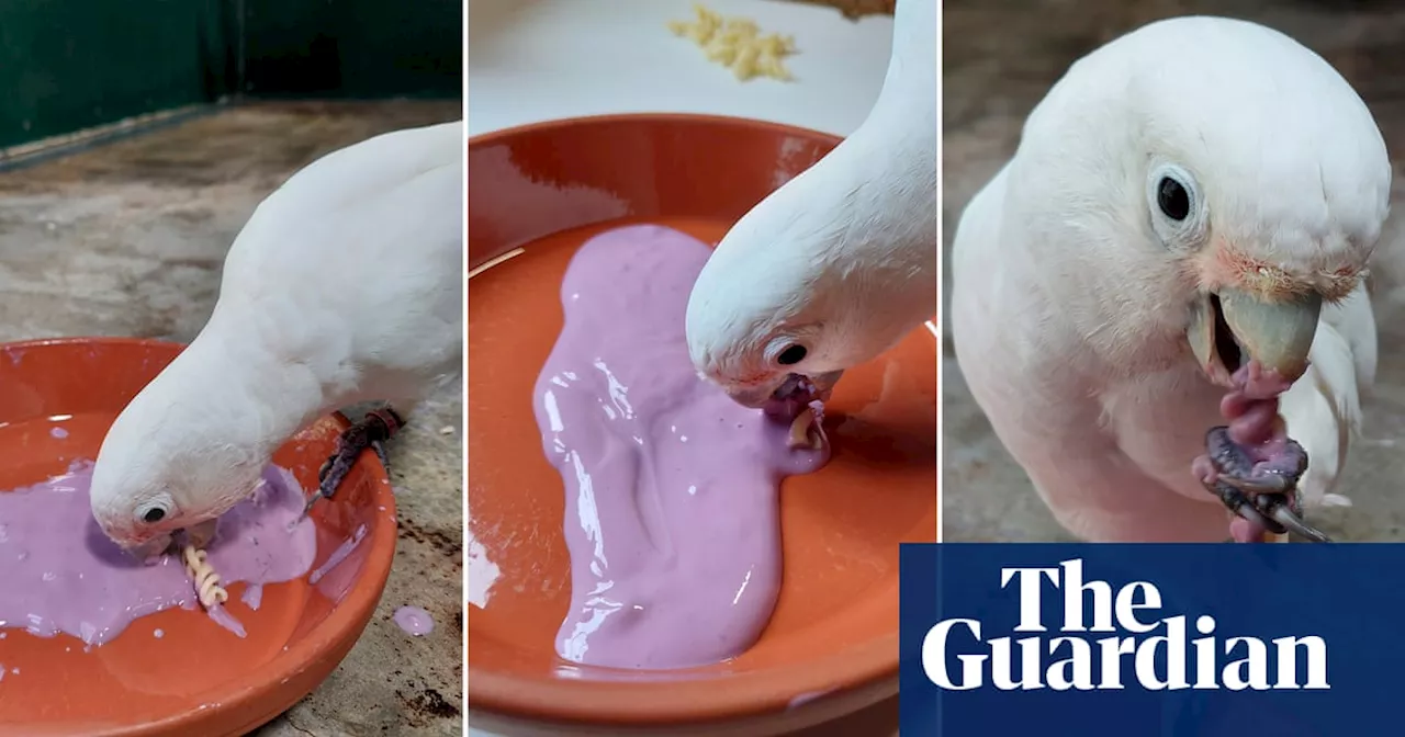 Cockatoos Dunk Food in Yoghurt, Suggesting Flavor Preference