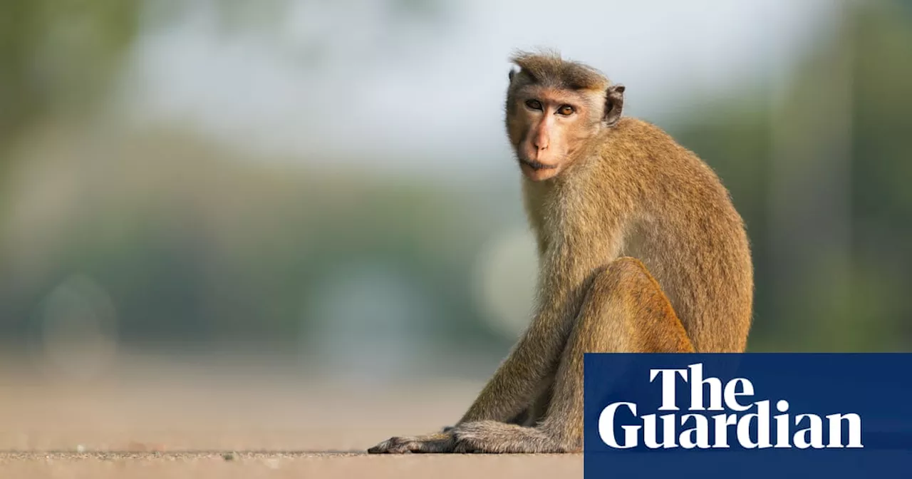 Monkey Causes Island-Wide Power Outage in Sri Lanka