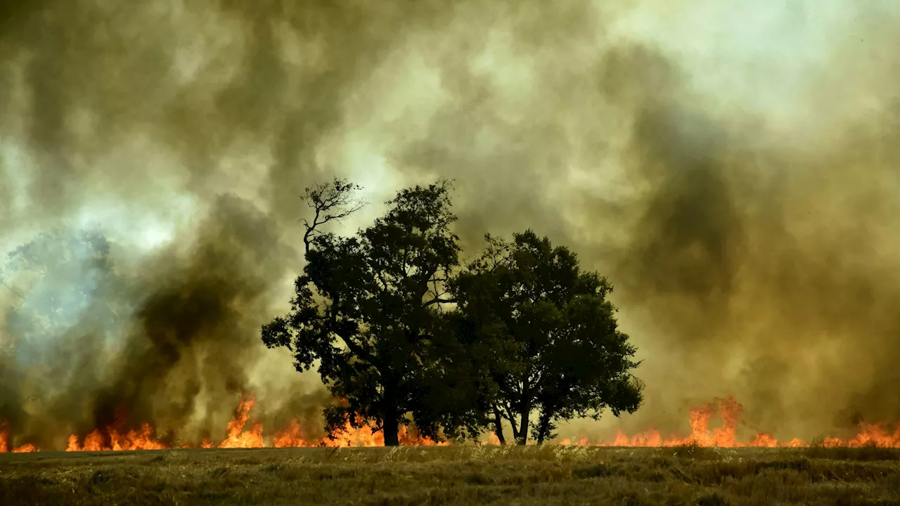 Verdacht auf Brandstiftung - Extreme Waldbrände: 860.000 sollen Häuser verlassen