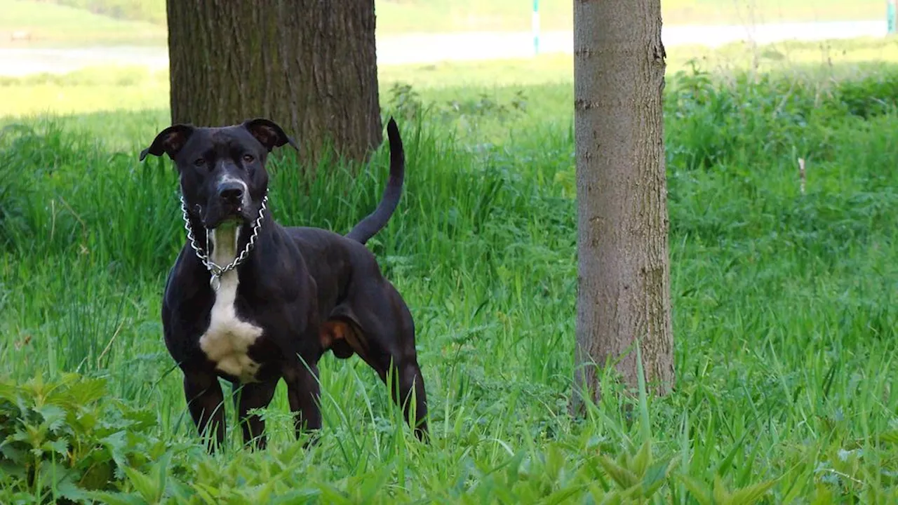 Juez condena a seis meses de cárcel al dueño de perros que atacaron a dos personas