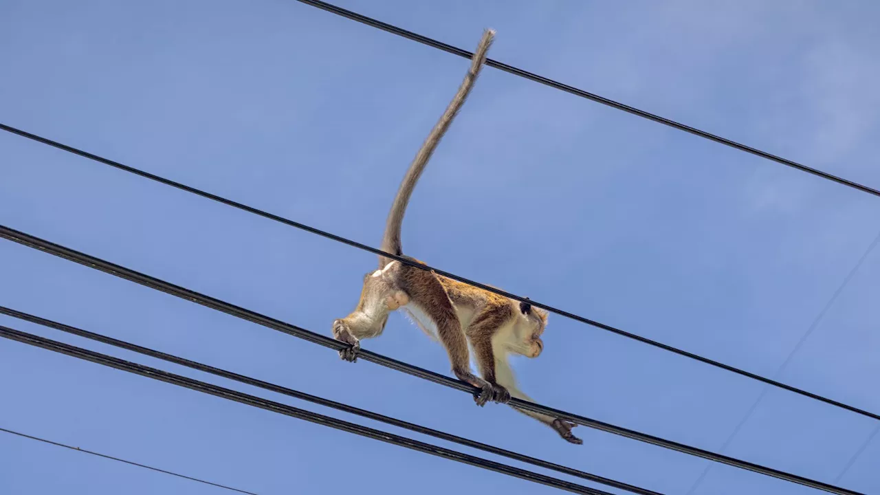 Monkey Causes Nationwide Power Outage in Sri Lanka