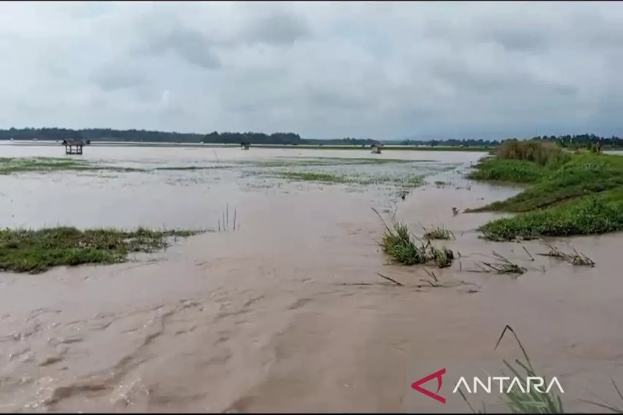 Banjir Menggenangi Ribuan Hektare Sawah di Lampung Selatan