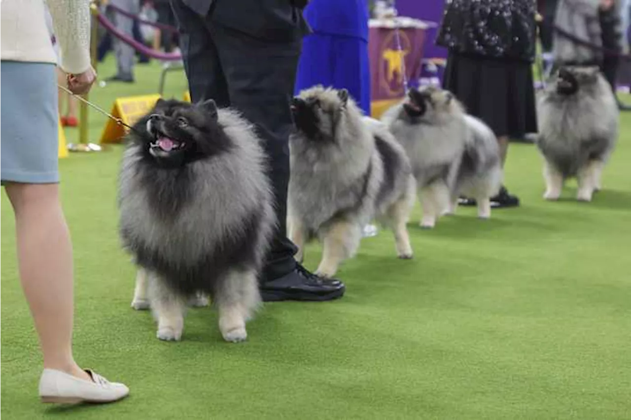 Not just Spot: Decoding Westminster show dogs' fancy, fanciful names