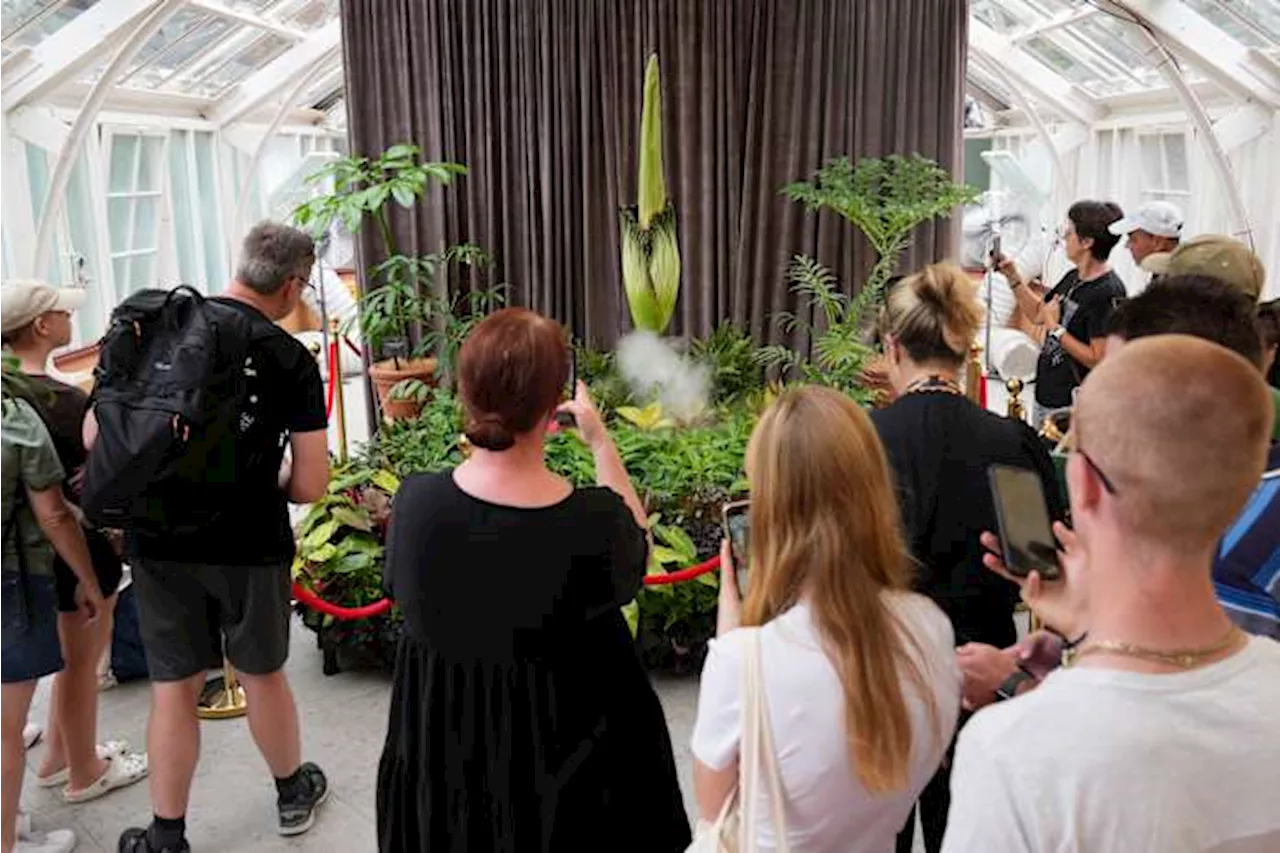 Rare Corpse Flower Blooms in Australia