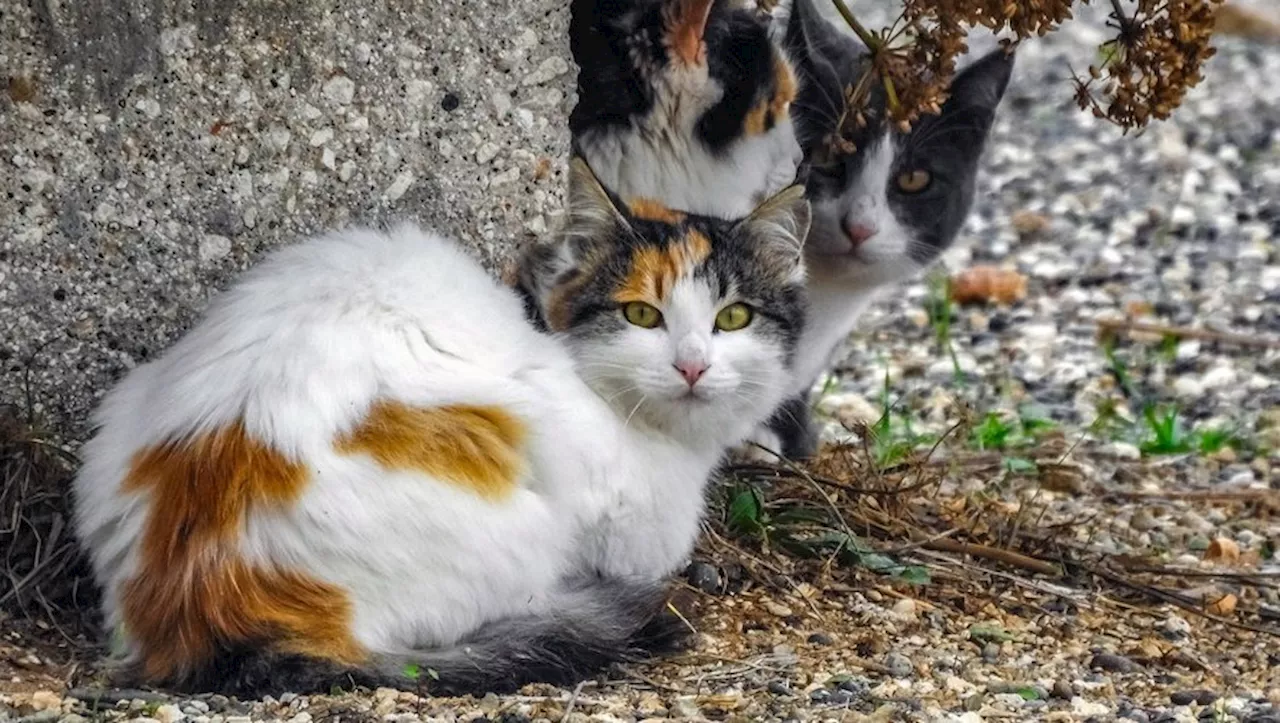 Bijouterie Vernhes soutient l'association 'Aide aux animaux du Bassin'