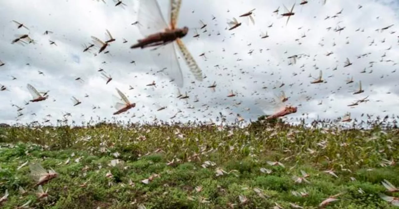 Captan IMPRESIONANTE plaga de langostas en Mérida