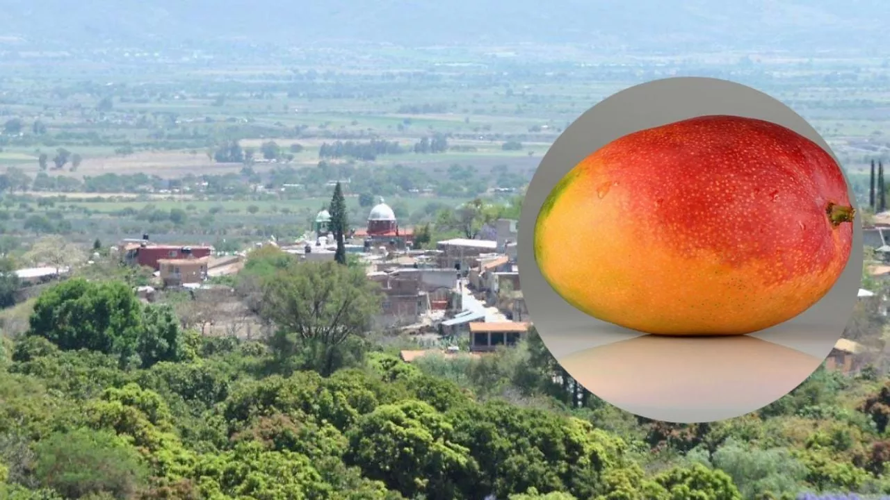 Este pueblo de Guanajuato tiene los mangos más dulces y casi nadie lo sabe