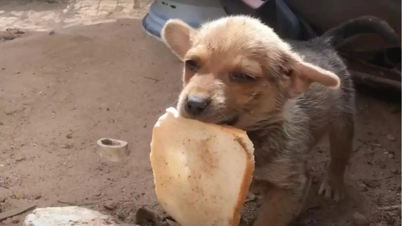 Gunnar, il cucciolo che ha combattuto contro la solitudine e trovato un'amorevole famiglia