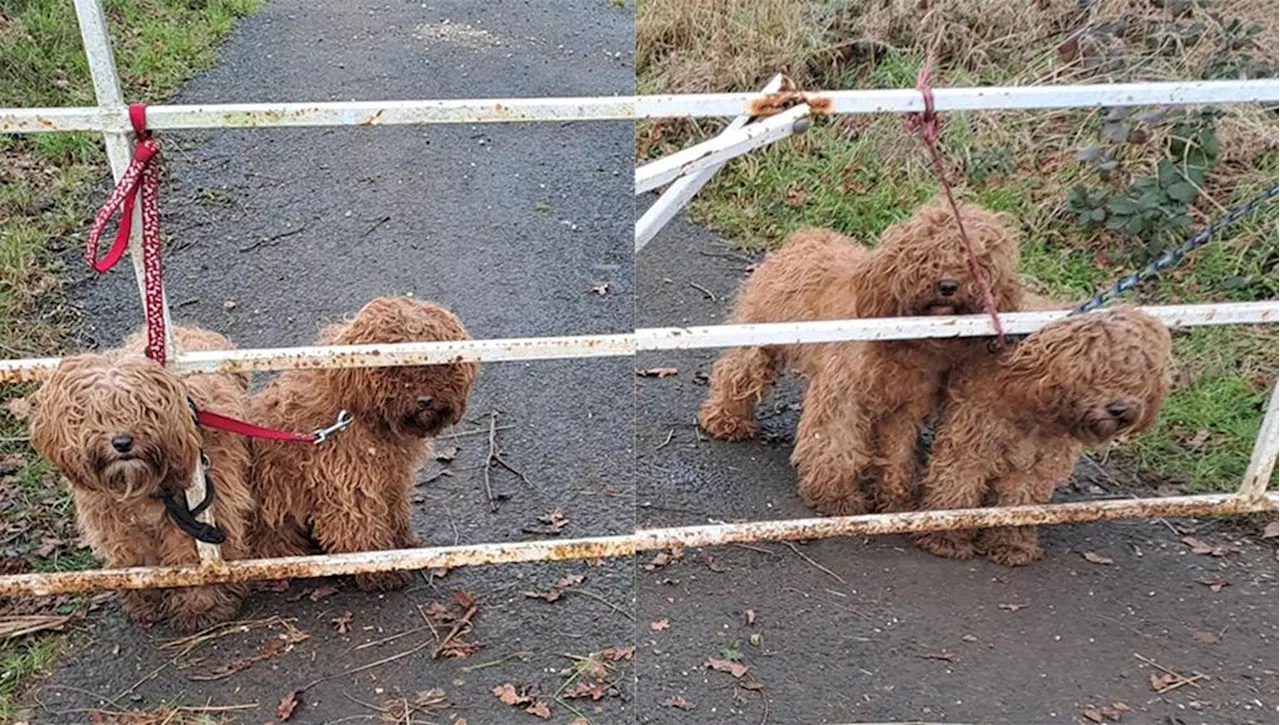 Quattro cuccioli di Cockapoo trovati legati ad un cancello in Inghilterra