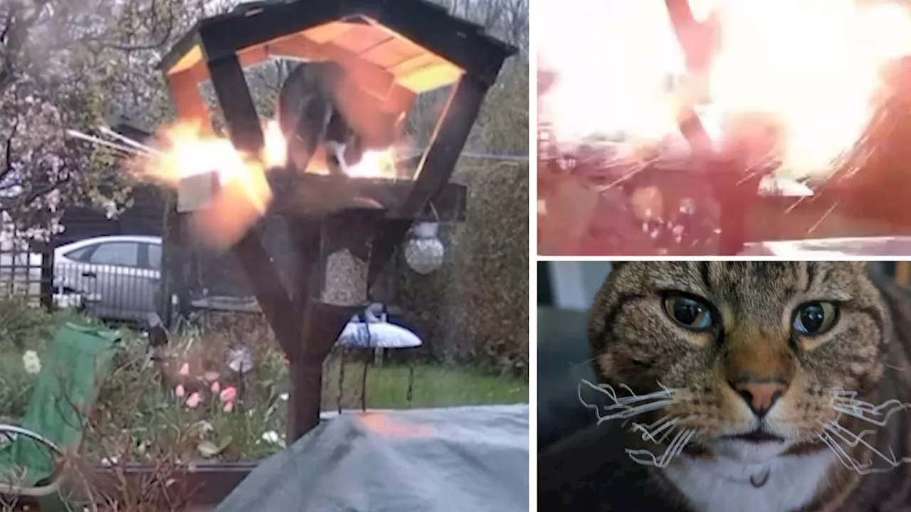 Parish Councillor Resigns After Allegedly Attempting to 'Blow Up' Cats