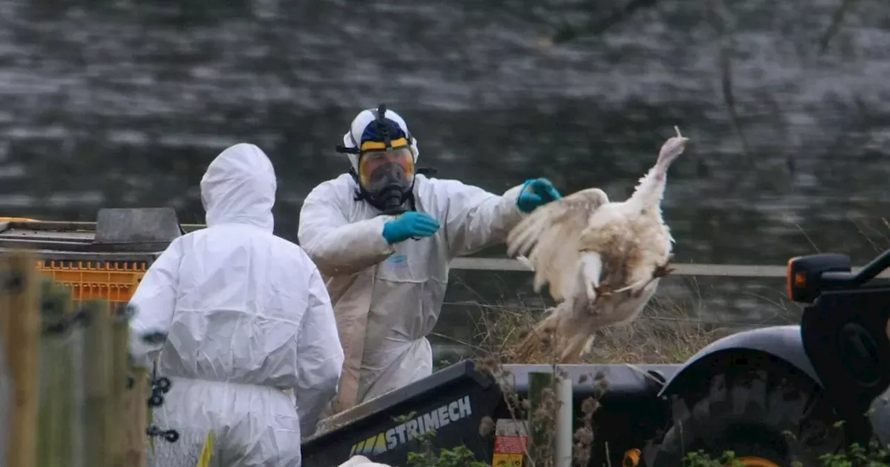 Bird Flu Outbreak Leads to Gathering Bans in England