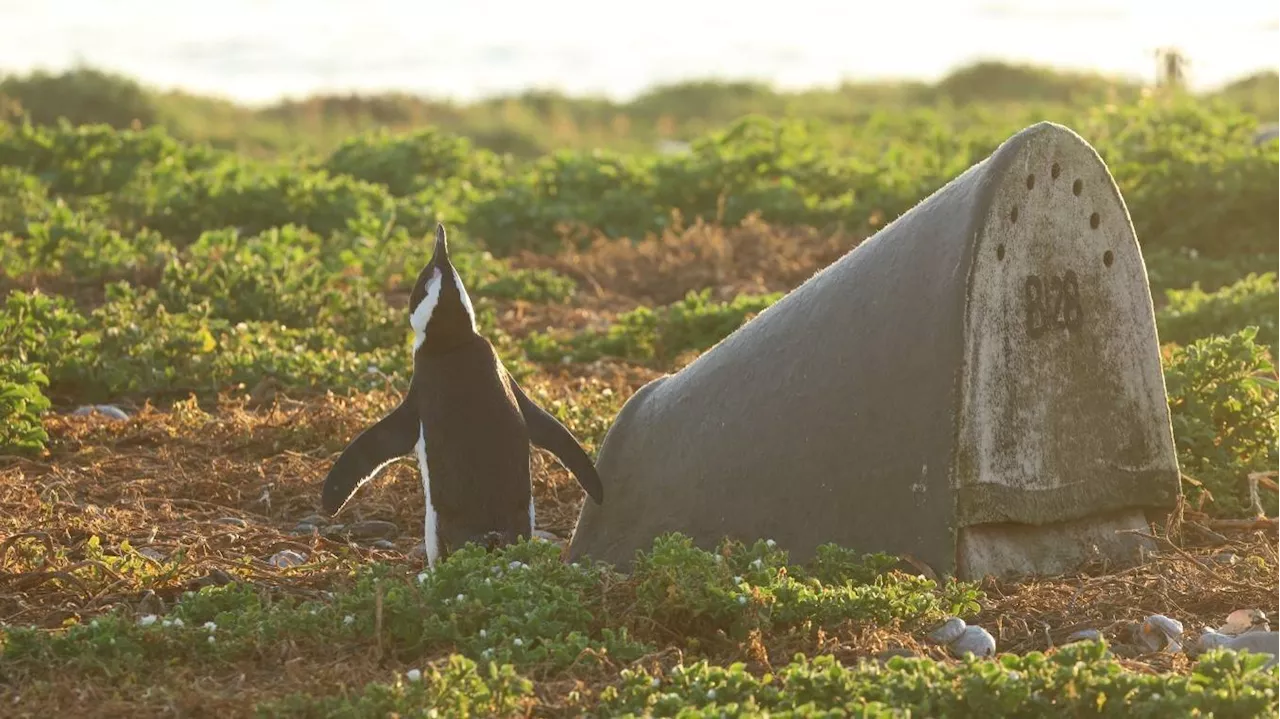 African Penguins Face Extinction Threat as Minister Ignores Expert Advice