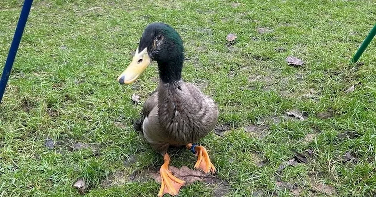 Woman's GoFundMe Saves Beloved Duck, Reminding Her of Late Brother