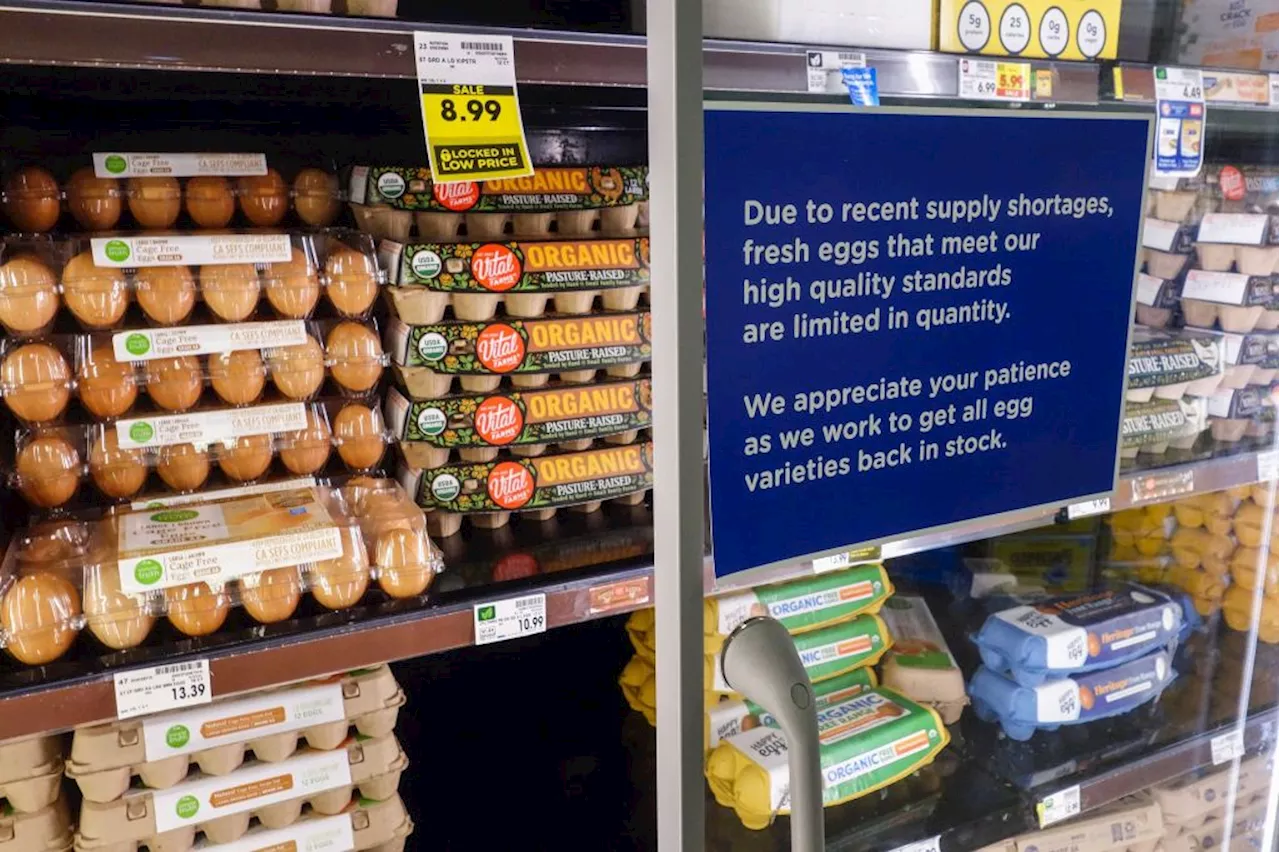 America's Egg Crisis: Blame Game and Search for Solutions