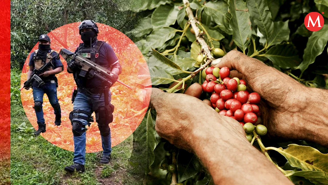 Los Mayitos del Cártel de Sinaloa se apodera de fincas cafetaleras en Chiapas