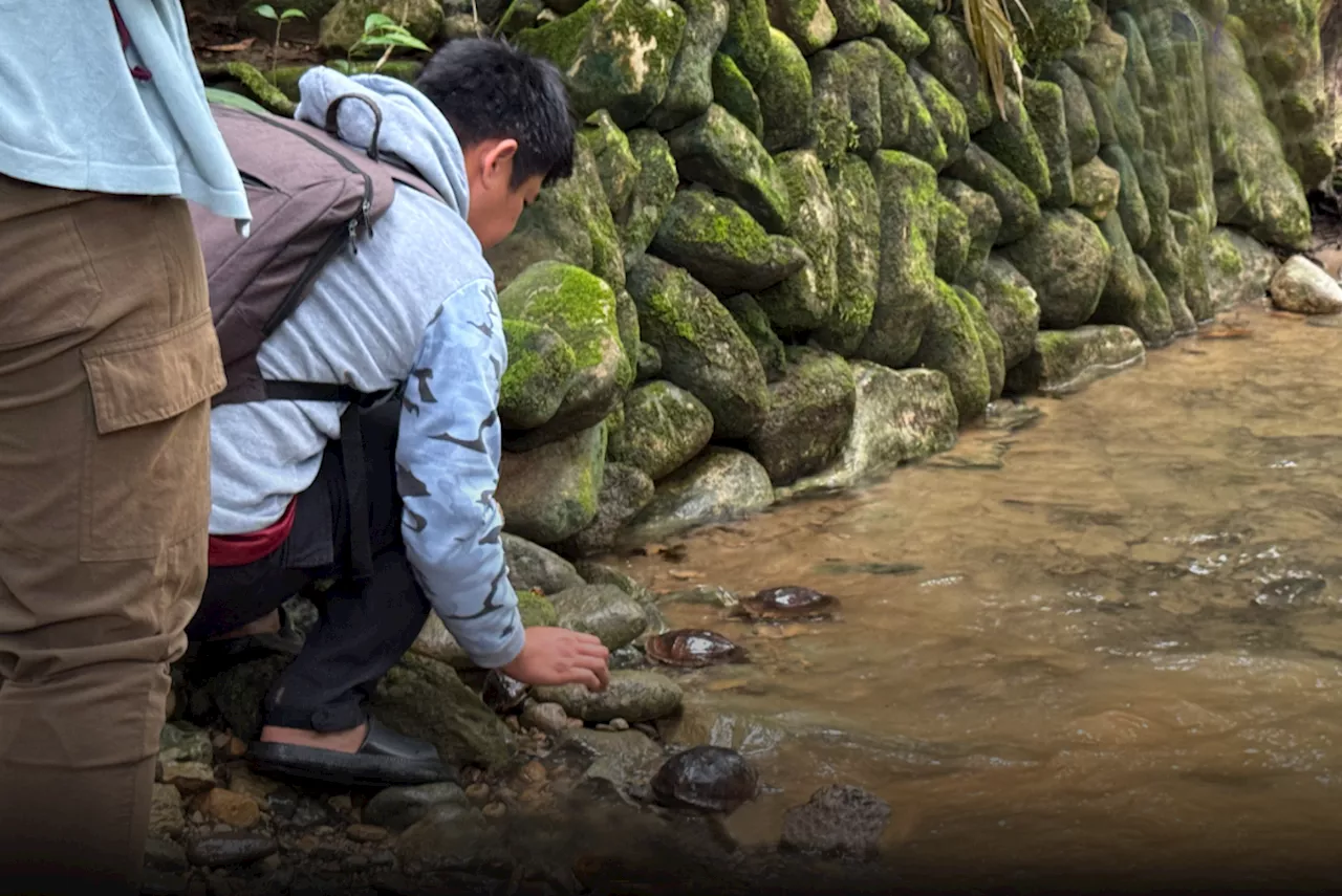 5 Asian box turtles freed in Cagayan