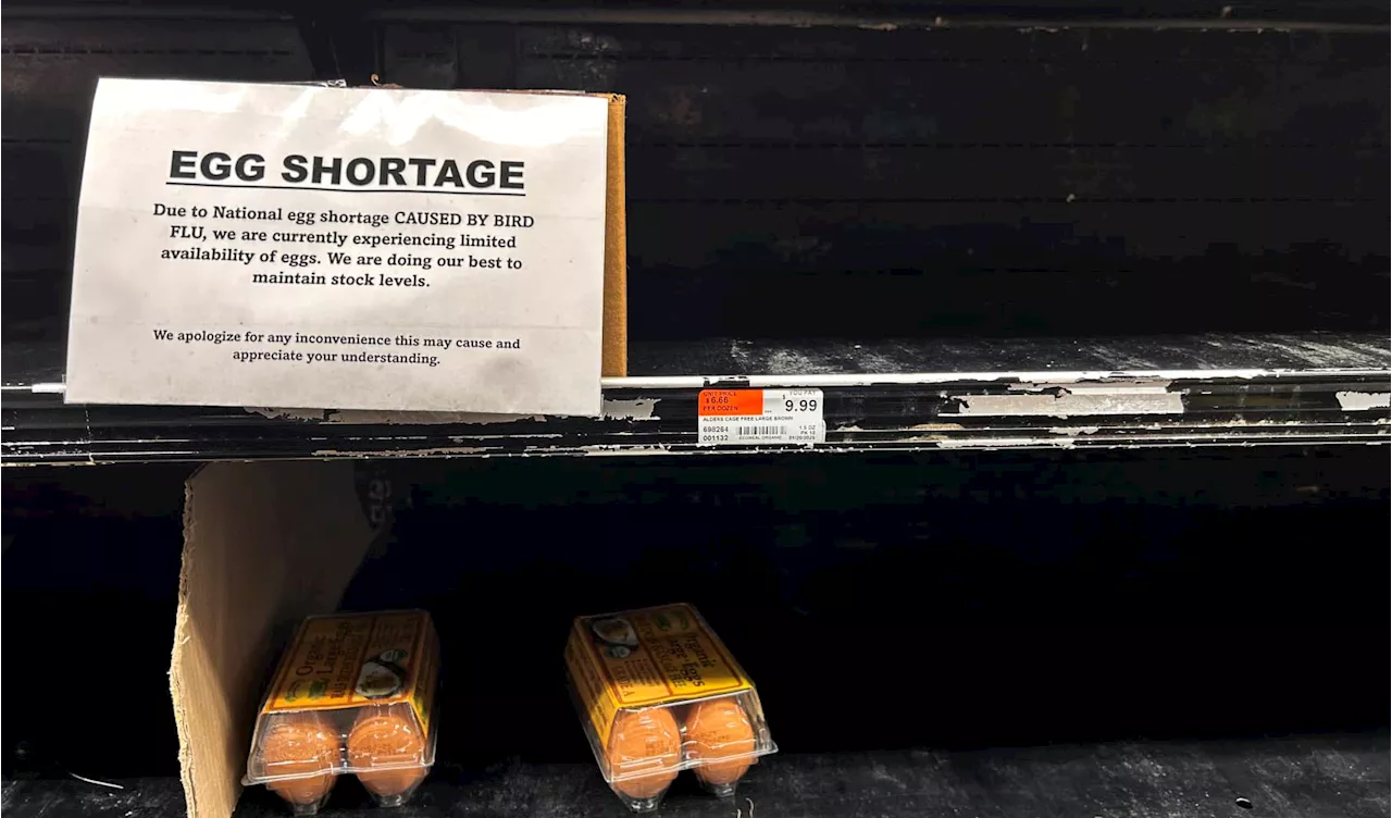 Bird Flu Drives Egg Prices to Record Highs