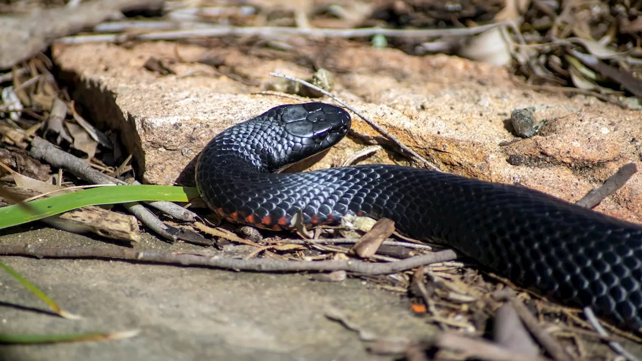 Over 100 Venomous Snakes Found in Sydney Backyard