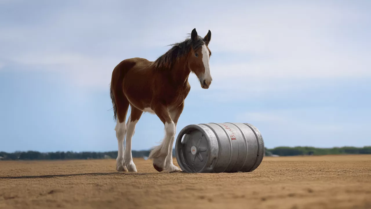 Budweiser's Clydesdale Foal Reigns Supreme in USA Today's Ad Meter