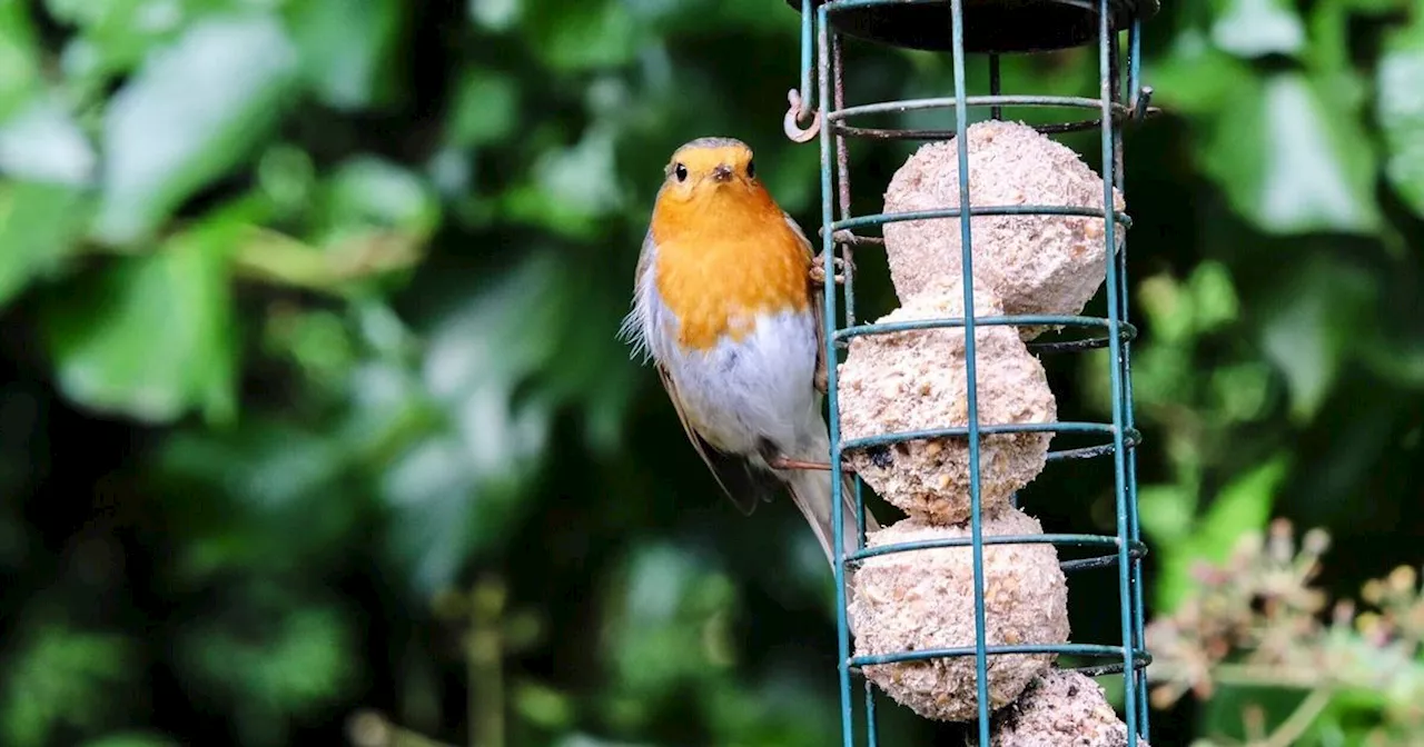 Spring's Challenge: Supporting Garden Birds During the Lean Months