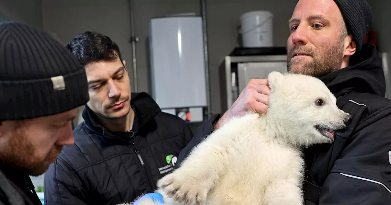 Es ist ein Junge - Eisbärenbaby ist gesund und stark