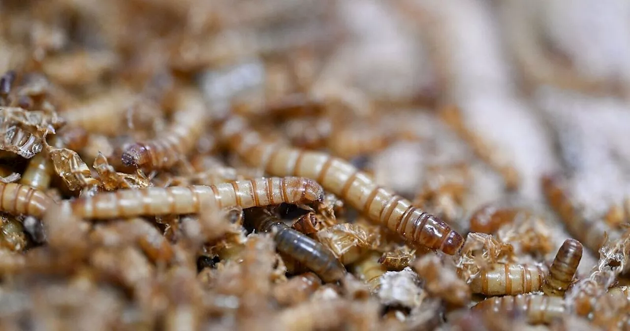 EU erlaubt UV-behandeltes Insektenpulver in Lebensmitteln