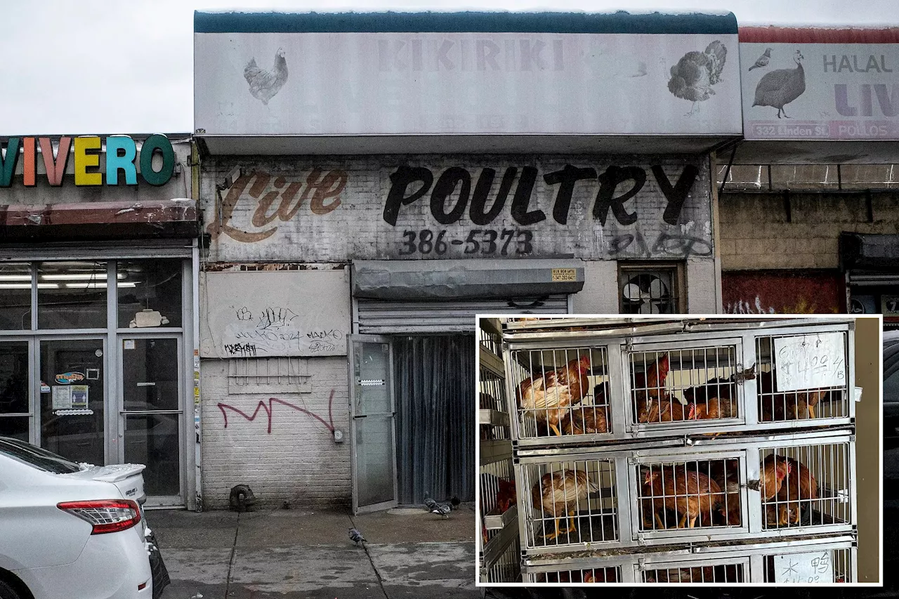 Animal Activists Accuse Live Poultry Markets of Selling 'Sickly-Looking' Chickens Amid Bird Flu Outbreak