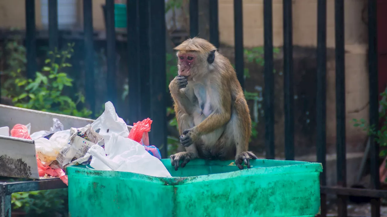 Monkey Causes Nationwide Blackout in Sri Lanka