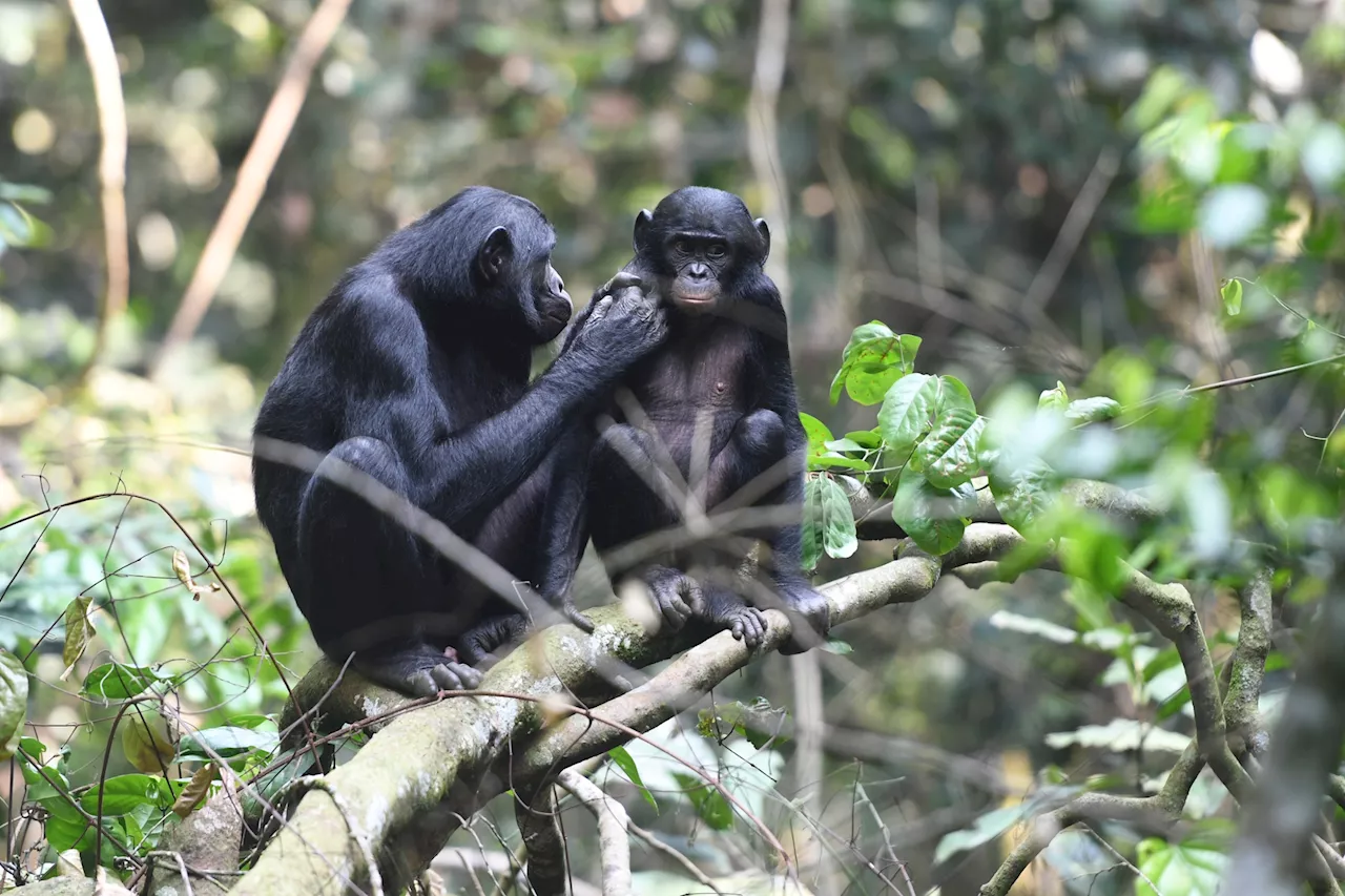 Sri Lanka : le pays touché par une panne d'électricité générale... à cause d'un singe