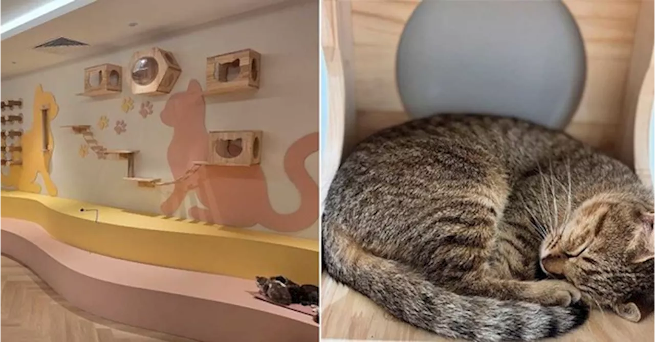 Love Cats? This 1 Utama Pet Shop Lets You Play & Adopt