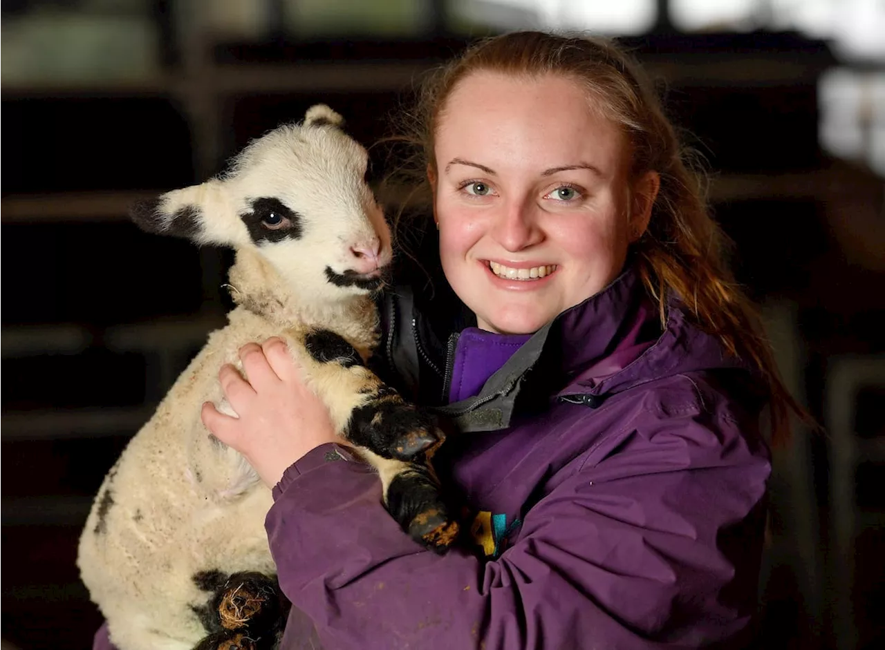 New Lambs Born Just in Time for 'Lambs and Ewe' Event at Family Farm